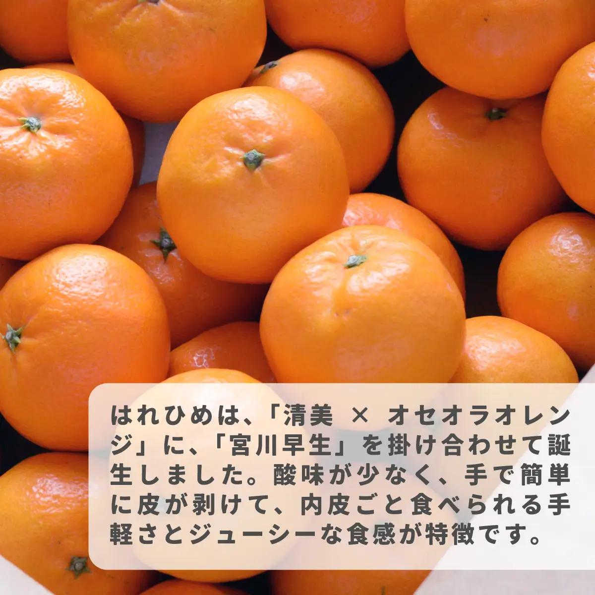 みかん 【先行受付】瀬戸の晴れ姫　2L～Sサイズ　4kg(25～60玉)　愛媛県