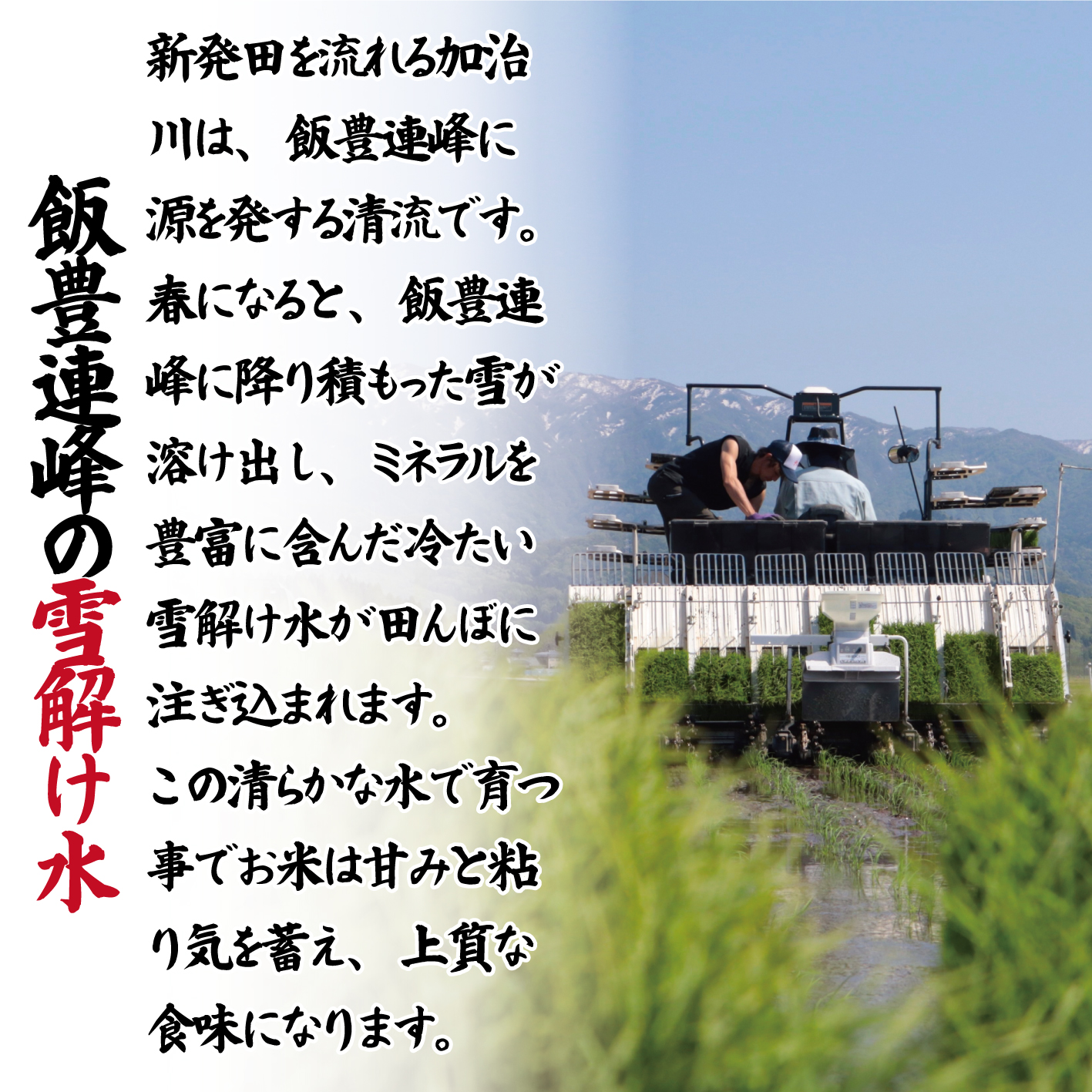 【令和8年産定期便】 3ヶ月 定期便 コシヒカリ 白米 5kg 3ヵ月 15kg 令和8年産 甘うま越後の こしひかり 米 お米 こめ 新潟米 新潟県産 新潟産 新潟 新潟県 新発田産 新発田 新発田