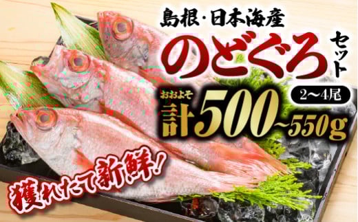 鮮魚セットD【のどぐろ2～4尾(約500g～550g)】｜漁解禁 受付再開 送料無料 のどぐろ ノドグロ 島根 山陰 日本海産 魚介類 魚貝類 海産 海産物 おかず 下処理済 煮付け 焼き魚 焼魚 魚 さかな 鮮魚 新鮮 せんぎょ 厳選 生｜【YM-4】