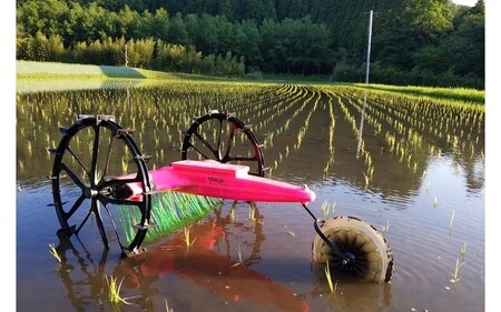 令和６年産 白川の美米 ５kg 令和6年産 南小国産 白米 玄米 森のくまさん 精米 米 お米 玄米対応可能 ご飯 ごはん 無農薬 農薬不使用 自然栽培 産地直送 熊本 南小国 送料無料