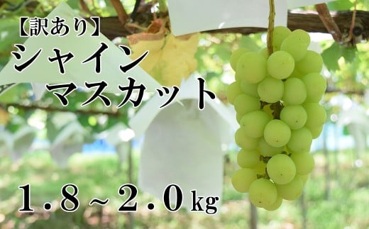 【2025年発送分】【訳あり】シャインマスカット  1.8kg～2kg (3～6房程度) 　 訳アリ 訳あり品 シャイン マスカット ぶどう ブドウ 葡萄 徳用 家庭用 ご家庭用 旬 新鮮 約2kg 約1.8kg 約1.9kg くだもの 果物 フルーツ 山梨 やまなし 富士川町