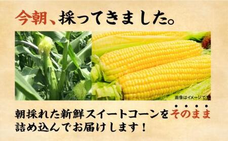 【先行予約】としちゃんのスイートコーン 約4kg(11-13本)[VBH001] コーン とうもろこし