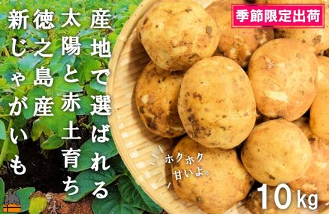 《2025年春お届け！》～これからは産地で選びたくなる～徳之島産新じゃがいも（10kg） ( バレイショ 野菜 旬 春 徳之島 奄美 鹿児島 肉じゃが カレー じゃがバター 美味しい オススメ )