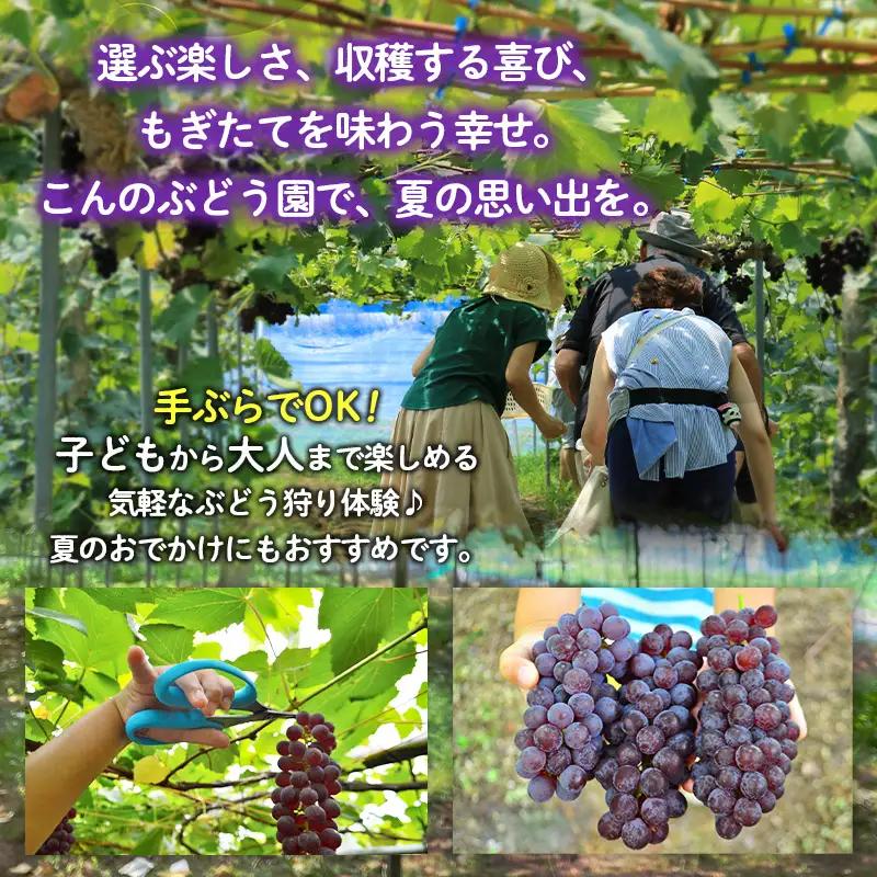 ぶどう狩り体験 (大人1名利用) FY26-094