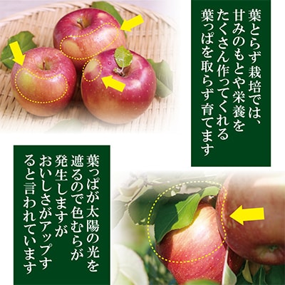 【25年12月より順次発送】平均糖度13度以上! 葉とらずサンふじ 約10kg 訳あり【配送不可地域：沖縄県】
