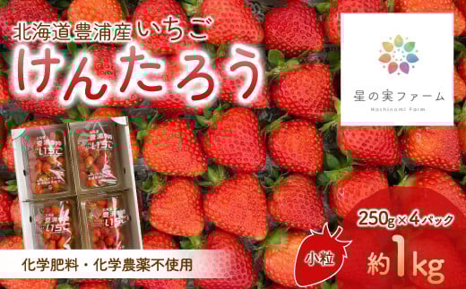 【2026.4月下旬以降順次出荷】北海道 豊浦 いちご 小玉 けんたろう 250g×4パック1箱 約1kg【 ふるさと納税 人気 おすすめ ランキング 果物 いちごイチゴ 苺 けんたろう パック おいしい 美味しい 農園直送 採れたて 新鮮 産直 苺 ストロベリー  北海道 豊浦町 送料無料 】 TYUW001