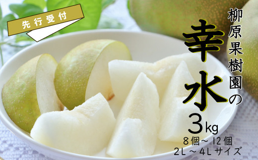 
                  【2026年先行受付】梨 幸水 3kg 8～12個 2L～4L 柳原果樹園 ナシ 果物 国産 和梨 大玉 なし フルーツ 甘い 果汁 新鮮 デザート 旬 秋 スイーツ くだもの ジューシー 果肉 酸味 ギフト 贈答用 茨城 茨城県 笠間 笠間市
                