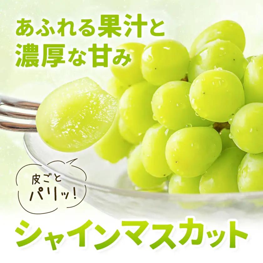 シャインマスカット 1.5kg 株式会社エフビーネット《8月中旬-9月上旬頃出荷》熊本県 菊池市 ぶどう ブドウ マスカット 果物 フルーツ デザート ギフト ご贈答 熊本県産