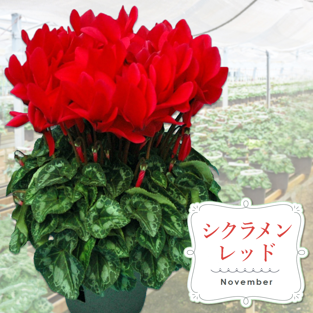 【先行受付9月より発送 数量・期間限定】鉢花 定期便 3回(9月・11月・1月)【鉢花 ふるさと納税 定期便】(H069117)