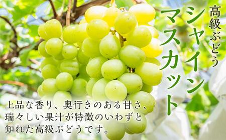 ぶどう 2024年 先行予約 ニュー ピオーネ 1房（480g以上） シャイン マスカット 1房（480g以上）[No.5220-0714]