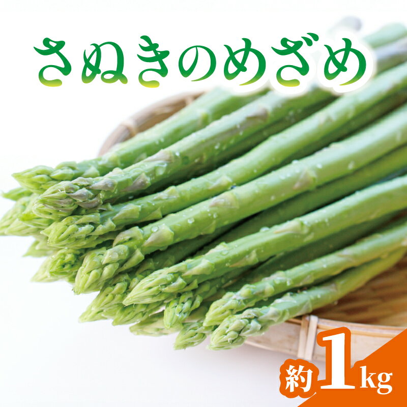 【ふるさと納税】 アスパラガス さぬきのめざめ 約1kg アスパラ グリーンアスパラ 野菜 やさい 旬 旬の野菜 季節の野菜 産地直送 冷蔵 冷蔵配送 食物繊維 ビタミンC 柔らかい 甘い 料理 おかず アスパラベーコン巻き 炒め フライ ポタージュ 香川県 丸亀市