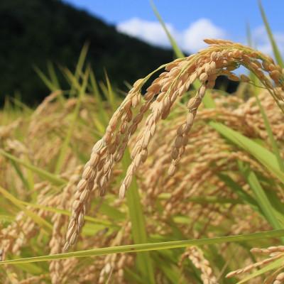 ふるさと納税 東温市 〈坂本自然農場 穂田琉〉特別栽培米:コシヒカリ　精米2kg |  | 03
