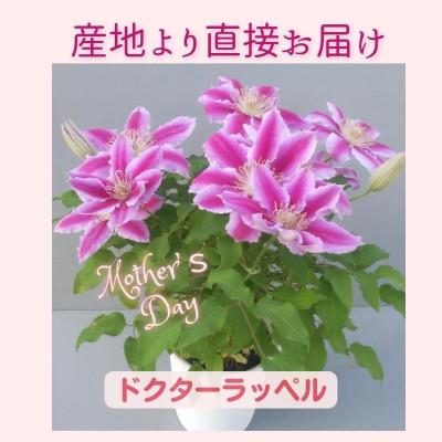 ふるさと納税 北茨城市 長谷川園芸の北茨城産 クレマチス「ドクターラッペル」5寸　※5/1〜5/7発送