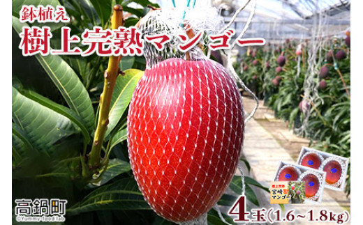 
            ＜鉢植え樹上　完熟マンゴー 4玉＞2024年5月上旬～6月下旬迄に順次出荷
          