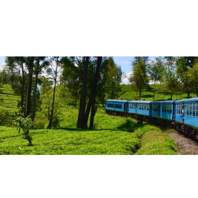 ふるさと納税 我孫子市 セイロン紅茶専門店MISTYWICK 紅茶のギフトセット 人気の茶葉50g×3種セット |  | 03