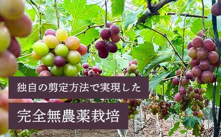 【農薬・化学肥料不使用】高級ぶどう 1房（600-700g） フルーツ ぶどう 葡萄 ブドウ ピオーネ 有機 無農薬 山口県 山陽小野田市 ふるさと納税 F6L-920