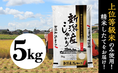 31-K51新潟県産コシヒカリ5kg