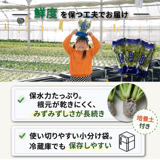 2種セット サラダみずな ルッコラ サラダセット | 水菜 水耕 栽培 新鮮 葉物 野菜 ドレッシング 南国市