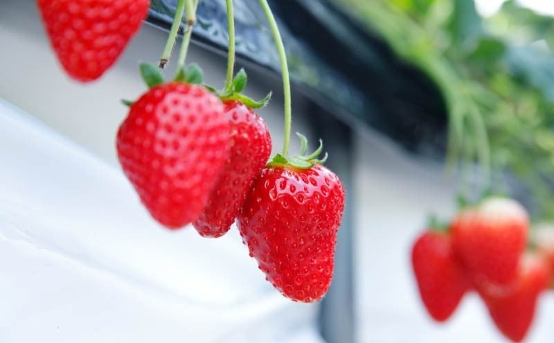 いちご 古都華 約540g 270g×4パック 2026年1月発送 冷蔵 小分け 果物 スイーツ デザート フルーツ ベリー ふるさと納税いちご 大粒 採れたて 完熟 おやつ 産地直送 先行予約 数量