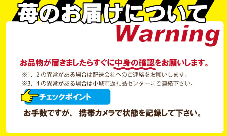 【先行予約】不揃い粒のいちごさん480ｇ（240g×2P）江島農園 苺 いちご イチゴ 農家 直送品 果物 くだもの フルーツ 人気 ランキング  高評価