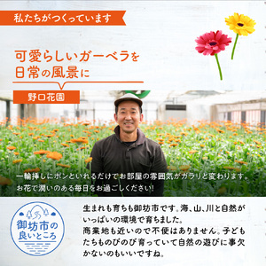 農園直送 ガーベラ切り花30本【1294】