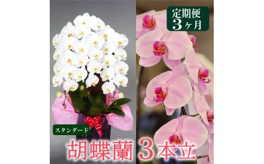 
                  母の日 ギフト 花 人気 【定期便3ヶ月】胡蝶蘭 3本立て 白 スタンダード お祝い プレゼント 贈り物 贈答 須崎洋蘭園 SY4000
                