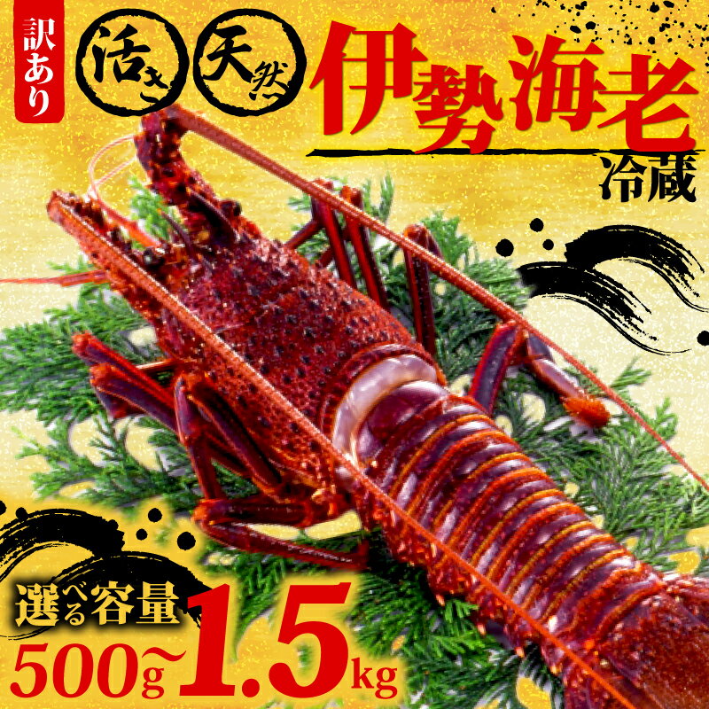 【ふるさと納税】 訳あり 伊勢海老 天然 500g 1kg 1.5kg イセエビ 冷蔵 朝獲れ 活き 産地直送 エビ 海老 海鮮 魚介類 伊勢エビ 贅沢 さしみ ふるさと納税伊勢海老 ふるさと納税海鮮 ふるさと納税魚介 ふるさと納税さしみ 高知県 須崎市 GK015