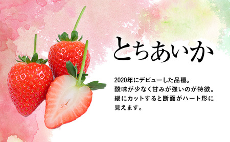 つる付き とちあいか 大粒プレミアム 2パック （2月中旬～下旬発送） いちご 果物 フルーツ 苺 イチゴ くだもの 朝取り 新鮮 美味しい 甘い