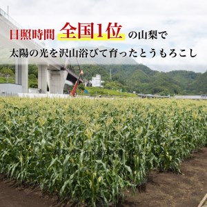 【2025年 先行予約】もぎたて発送！山梨県産 ヤングコーン 30本【栄養たっぷりヒゲ付き！】｜炭野菜 野菜 とうもろこし 間伐材 炭 肥料 SDGs 炭香ファーム　トウモロコシ　とうもろこし　甘い　