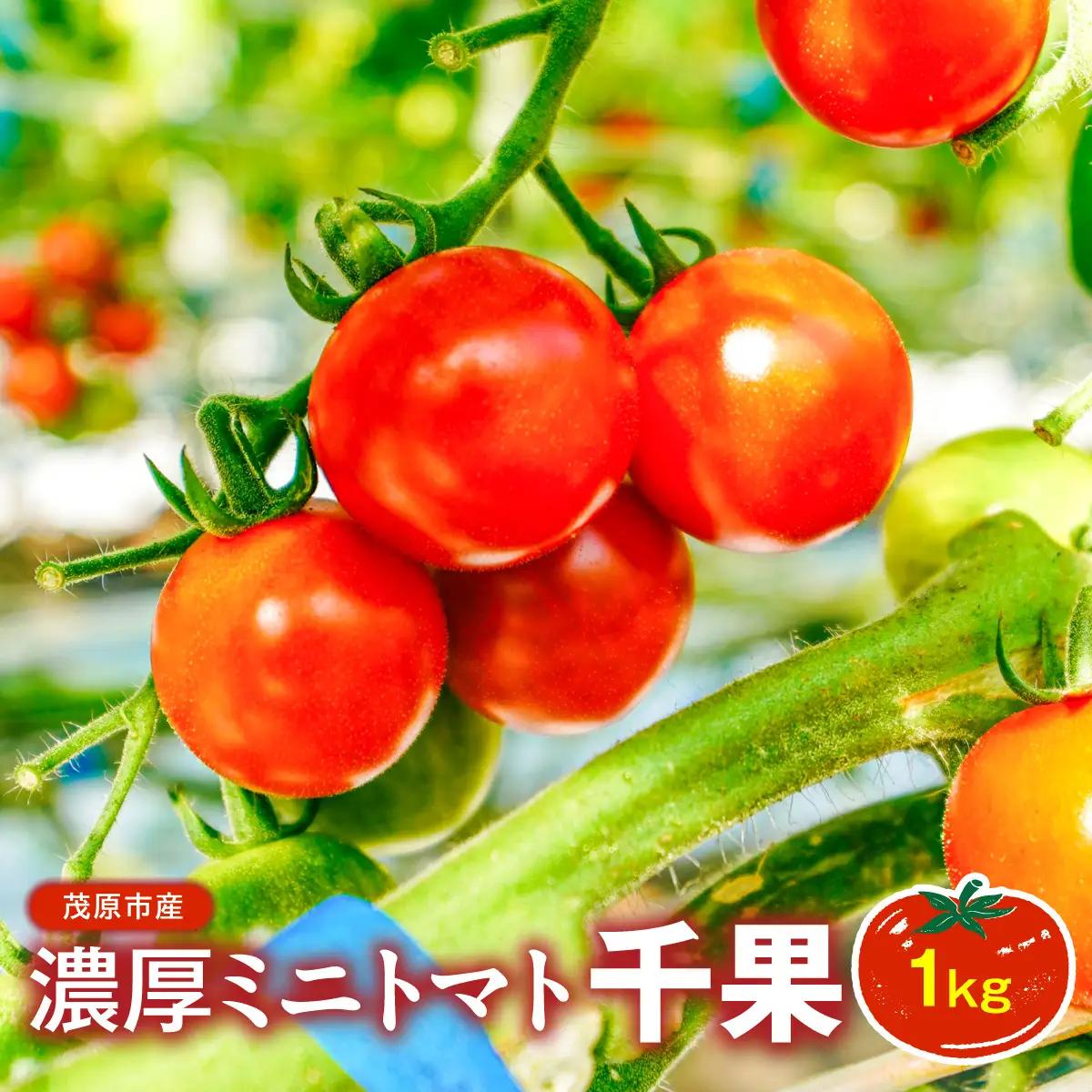 濃厚ミニトマト1kg千果 MBBG001