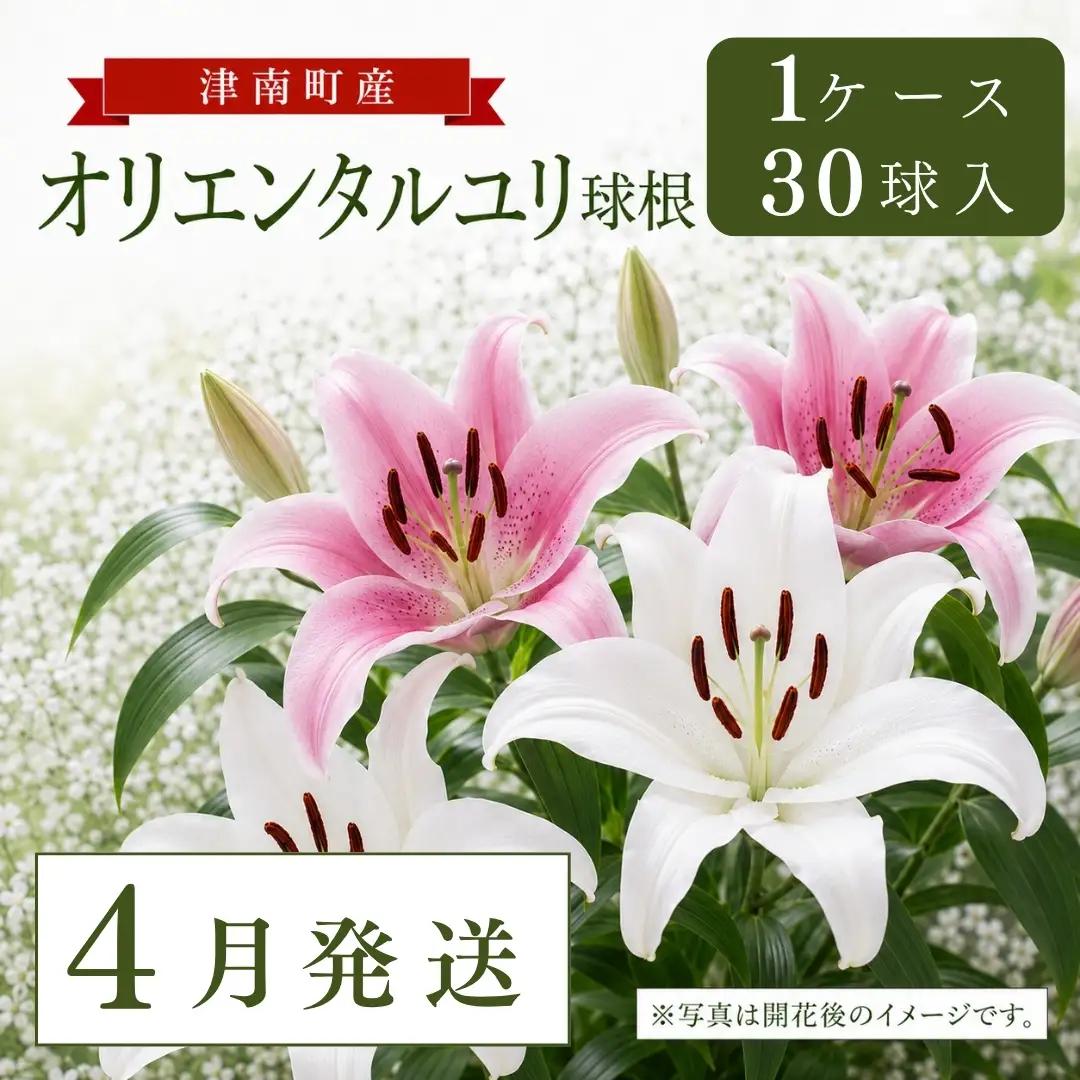 【4月発送】オリエンタルユリ球根 計30個 (30個入×1ケース) | 津南町 ユリ