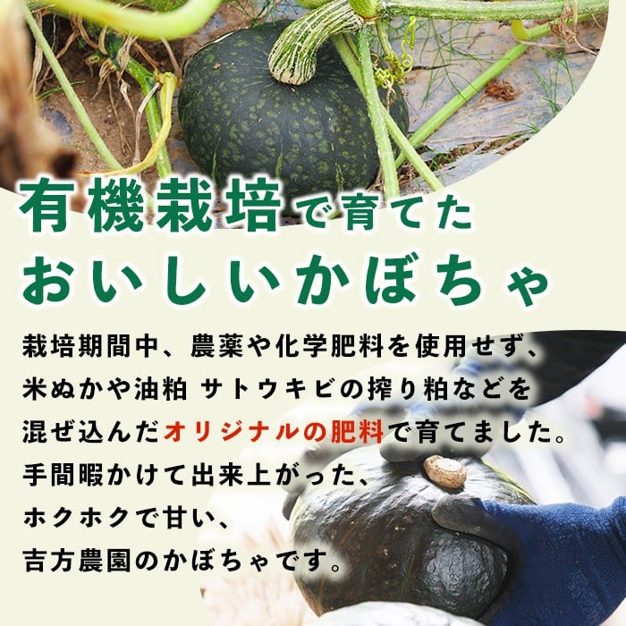 北海道士別産 かぼちゃ ブラックのジョー (4kg)【9月下旬以降準備ができ次第発送】 北海道産 国産 カボチャ 南瓜 野菜 煮物 サラダ 天ぷら 甘い 味覚の秋 【吉方農園】【A7084】