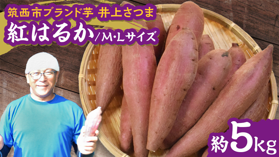 
            【 よしのいも 】井上さつま 「 紅はるか 」 M・Lサイズ 約5kg ( 土なし ) 完熟 さつまいも いも おいも 焼き芋 芋 おやつ まごころ野菜よしの [DX013ci]
          