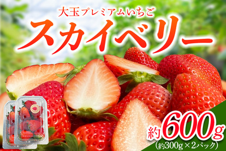 [先行予約] 日光産 プレミアムいちご「スカイベリー」 約300g×2パック 計約600g 【2027年1月中旬から順次発送】 [0968]