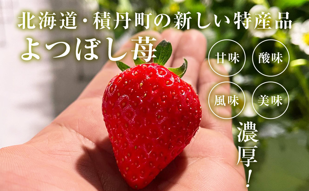 【2026年3月下旬以降発送】北海道産 完熟よつぼし苺(約250g×10パック)