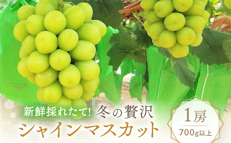 【2026年先行予約】 ぶどう 冬の贅沢 シャインマスカット 1房(700g以上)【11月20日から12月12日の期間に発送】 葡萄 ブドウ 岡山県産 フルーツ 果物 数量限定 期間限定 岡山 里庄町 