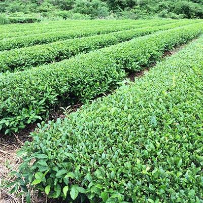 ふるさと納税 島田市 味の逸品100g×18本 |  | 03