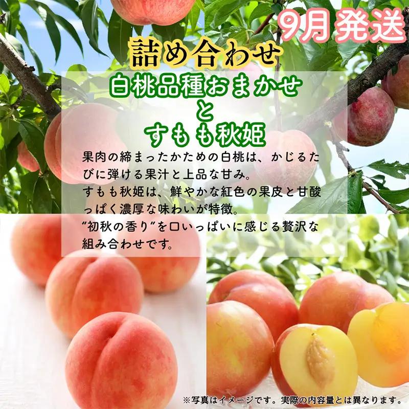 【定期便3回】山形果匠【旬のよりどり定期便】A 全3回 1回で2種味わえる楽しみ【令和8年産先行予約】FS25-089