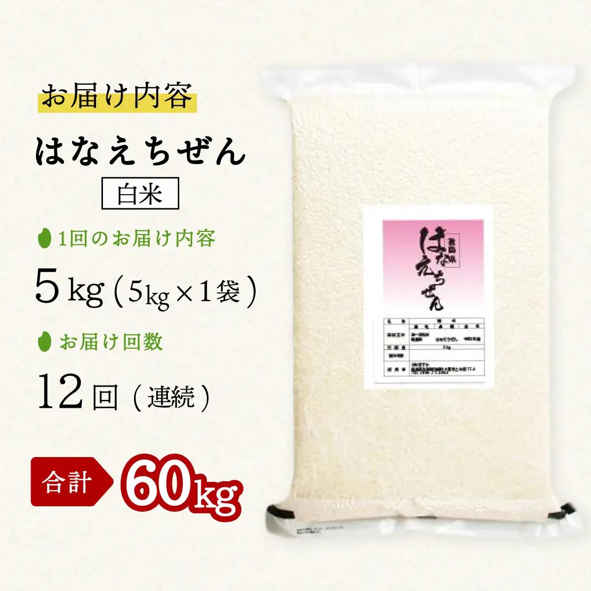 はなえちぜん 白米 5kg×12回 12ヶ月連続 定期便 60kg 真空パック ハナエチゼン 米 簡易梱包 エコ梱包