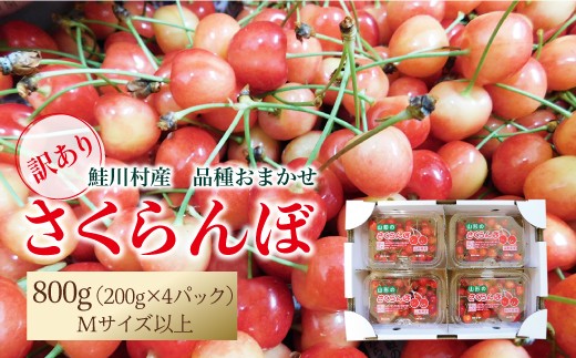 【令和8年産】 ★訳あり★　鮭川村産さくらんぼ ＜品種おまかせ＞ フードパック800g（200g×4P）