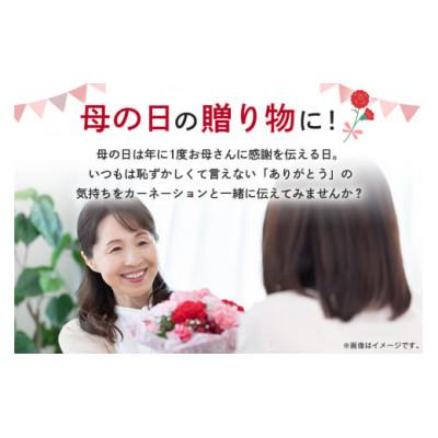 ふるさと納税 那珂市 【2026年5月上旬発送】鉢植えカーネーション(赤系) 5号 |  | 01