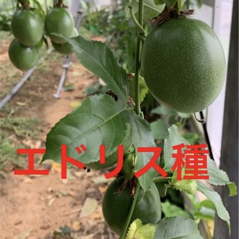 【0959-3】パッションフルーツ（贈答用 8個）《先行予約》6月上旬から順次発送
