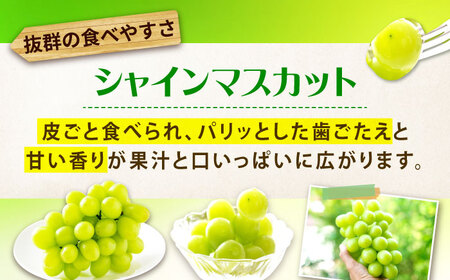 先行予約 【2026年9月中旬から10月上旬発送】シャインマスカット 2房入り 計1kg 広島県福山市/株式会社フジ・アグリフーズ ブドウ 葡萄 マスカット ギフト 種なし 大粒[BAGF005]