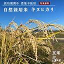 【ふるさと納税】自然栽培米 キヌヒカリ 玄米 5kg　京都府・亀岡産 令和5年産 栽培期間中農薬不使用※離島への配送不可☆月間MVPふるさと納税賞 第1号（2020年10月）