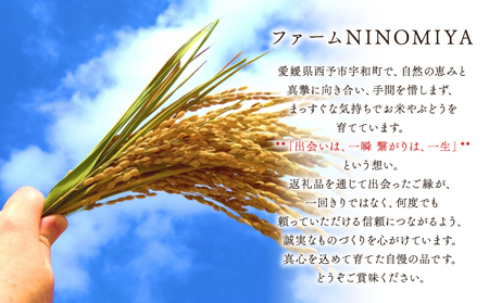 ＜シャインマスカット 約2kg＞ 果物 くだもの フルーツ ぶどう 葡萄 ブドウ シャインマスカット しゃいんますかっと 4～5房 大粒 糖度 極上 種なし 甘い 皮ごと 特産品 ファームNINOMI