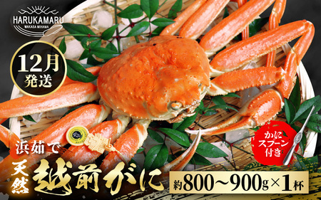 【先行予約】≪浜茹で≫ 地物！天然！越前がに 生の状態で約800g～900g × 1杯 かにスプーン付き はるか丸厳選！獲れたて！茹でたてをお届けします！【2024年12月上旬以降順次発送予定】【冷蔵 本場の味 ボイル 越前ガニ 蟹 茹で ずわいがに ズワイガニ 福井 日本海】[m36-x003_12]