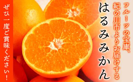 みかん 濃厚はるみ 約5kg (M～3Lサイズおまかせ) 