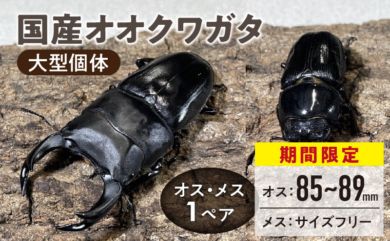 
            【国産オオクワガタ】大型個体 オス(80mm後半)・メス(サイズフリー) 1ペア_国産 オオクワガタ オス 80mm後半 メス サイズフリー 1ペア 大型個体 クワガタ 虫 昆虫 成虫 累代飼育 ペアリング 幼虫飼育管理 羽化 かぶとむし養殖工房ダイナステスPlus お取り寄せ 九州 福岡県 久留米市 送料無料_Pb011
          