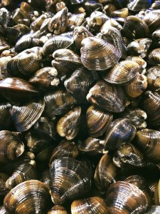 【琵琶湖に感謝！滋味香る！】 琵琶湖産 天然 瀬田 シジミ 3kg【D018W】 シジミ しじみ 琵琶湖 びわこ