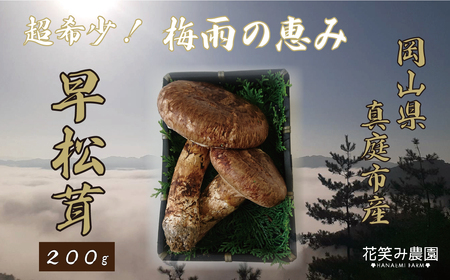 【2616-0479】岡山 花笑み農園 超希少！早『松茸』200g 梅雨の恵み (6月から7月発送)